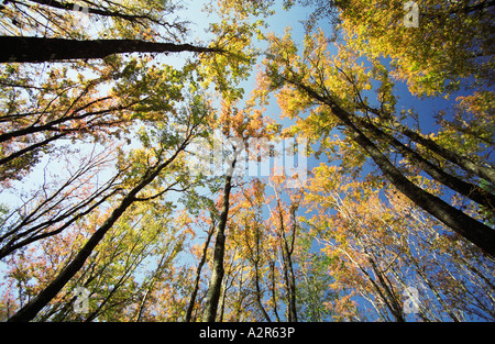 Ahornbäume im Wald Stockfoto