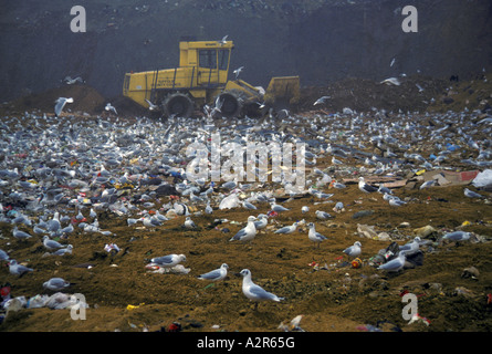 gemischte Möwe Arten aber hauptsächlich schwarz leitete bei Müllkippe Stockfoto