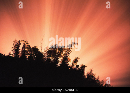 Licht hinter Bambus Stockfoto