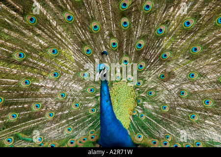 Pfau mit gestreckten Gefieder Stockfoto