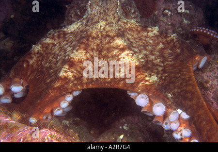 Nordpazifik Riesenkraken sitzen auf der Unterseite in der Nähe seiner Höhle der Artname ist Octopus Dofleini eine größte Oktopus-Arten Stockfoto