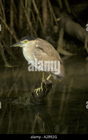 Rufous Nachtreiher Nycticorax Caledonicus Kakadu Australien Stockfoto