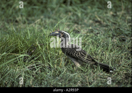 Afrikanische Grau Hornbill Tockus nasutus Stockfoto