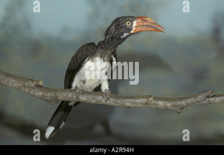 Gekröntes Hornbill Tockus alboterminatus Stockfoto