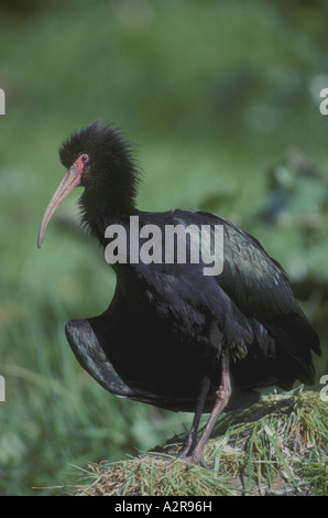 Glossy Ibis Plegadis Falcinellus sonnen sich Stockfoto