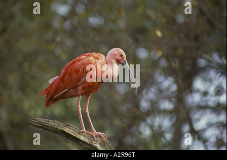 Scarlet Ibis Eudocimus Ruber Perched auf Toten Ast Stockfoto