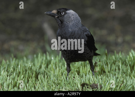 Dohle Corvus Monedula in der Nähe stehen auf dem Rasen Stockfoto