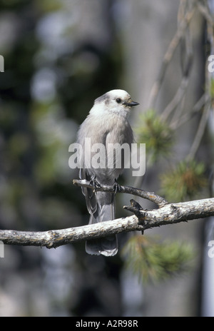 Grau-Jay Perisoreus Canadensis Capitalis Yellowstone USA Stockfoto