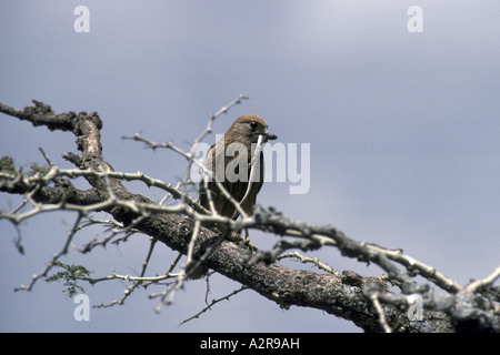 Größere Kestrel Falco Rupicoloides thront auf Zweig mit Nahrung im Schnabel Stockfoto