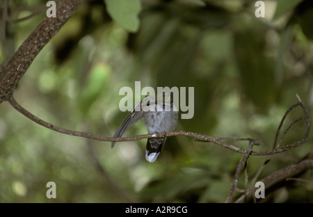 Blauer-throated Kolibri Lampornis Clemenciae männlich Stockfoto
