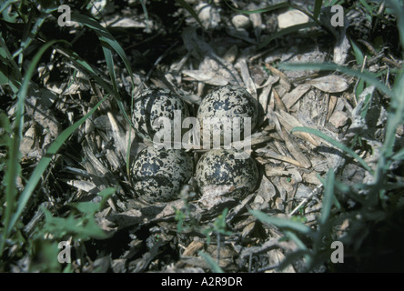 Killdeer Nest und Ei Stockfoto