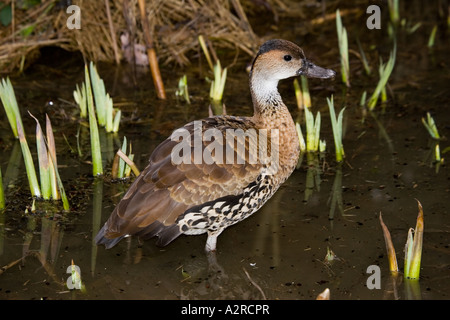 Westindische oder schwarz abgerechnet, Pfeifen-Ente Dendrocygna Arborea Wildfowl und Feuchtgebiet Vertrauen Slimbridge UK Stockfoto