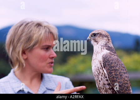 Falkner Ausbildung Sakerfalken (Falco Cherrug) in Falknerei, Reife Gefangenen Vogel Vögel in Gefangenschaft, Native Bird Eastern Europe Stockfoto