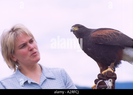 Falkner Ausbildung Harris Hawk (Parabuteo Unicinctus) in Falknerei, Reife Gefangenen Vogel Vögel in Gefangenschaft Stockfoto