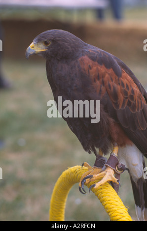 Harris Hawk (Parabuteo Unicinctus), ältere Gefangene Vogel, Vögel in Gefangenschaft zur Falknerei Stockfoto