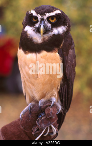 Spectacled Eulen (Pulsatrix Perspicillata), einheimischen Vogel der Südamerika - Reife Gefangenen Vogel Vögel in Gefangenschaft Stockfoto