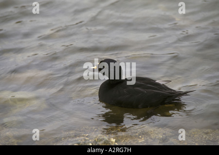 Gemeinsamen über Mekanitta nigra Stockfoto