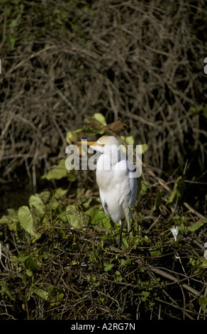 Kuhreiher Bubulcus Ibis in Zucht Gefieder Stockfoto