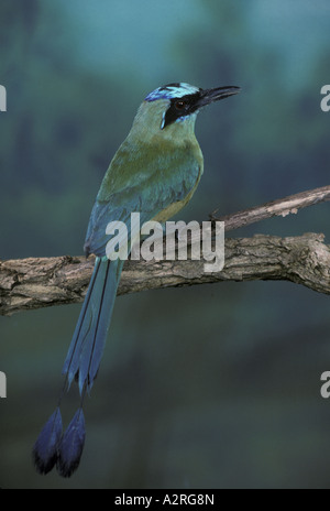 Blau gekrönter Motmot Momotus Momota Nahaufnahme thront auf Zweig Stockfoto