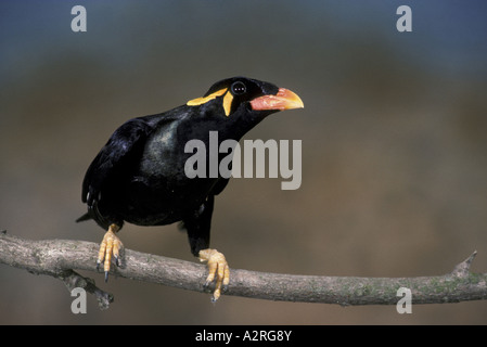 Hill Mynah Gracula Religiosa thront auf Zweig Stockfoto