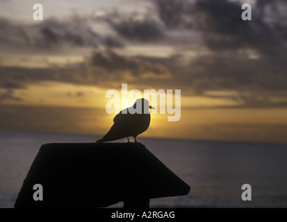 Noddy Brown gemeinsame Anous Stolidus bei Sonnenuntergang Stockfoto