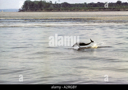 Delphin Amazonas Süßwasser Inia Geoffrensis Jumping klar aus dem Wasser Stockfoto