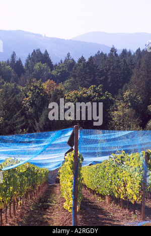 Vogel-Netting - Schutz-Netze gegen Vögel für Traube Reben im Weinberg, Vancouver Island, BC, Britisch-Kolumbien, Kanada Stockfoto