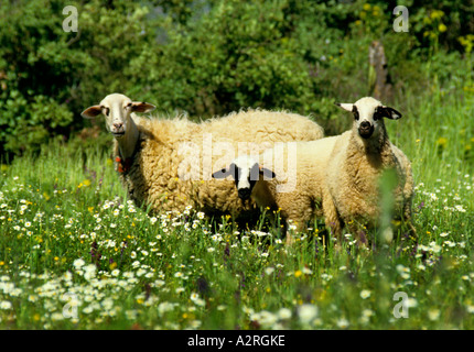 Schaf Schafe Griechisch Griechenland Hirte Hirte Rinder Stockfoto