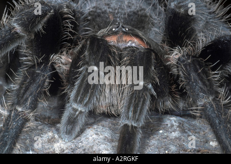 Nahaufnahme einer weiblichen, lockhaarigen Tarantula Brachypelma albopilosum mit Augen Stockfoto