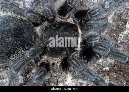 Nahaufnahme einer weiblichen, lockhaarigen Tarantula Brachypelma albopilosum mit Augen Stockfoto