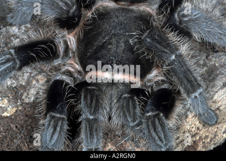 Nahaufnahme einer weiblichen, lockhaarigen Tarantula Brachypelma albopilosum mit Augen Stockfoto