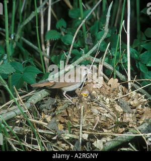 Nachtigall Luscinia Megarhynchos am nest mit einem Küken zeigen Stockfoto