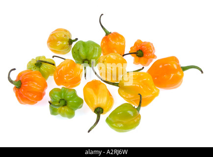 HABANEROS Chilis sehr heiße würzige Chili Paprika gelb grün Orange rot Stockfoto