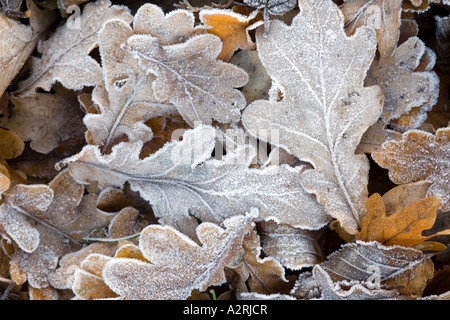Gefallenen Eichenlaub mit Raureif bedeckt Stockfoto