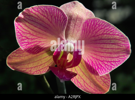 Orchidee Phalaenopsis Hybriden Stockfoto