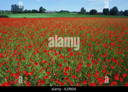 Flandern Mohnblumen auf Bauernhof in Südschweden Stockfoto