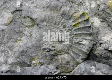 Ammoniten-Abdruck Charmouth Strand Dorset England UK Stockfoto