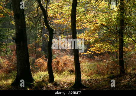 Herbst im New Forest Hampshire England UK Stockfoto