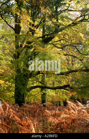 Herbst im New Forest Hampshire England UK Stockfoto
