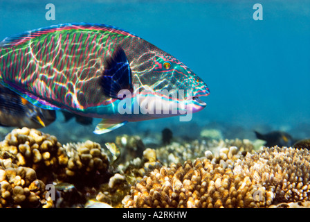 Bicolor Bicolor Papagei Fische Papageienfisch CETOSCARUS BICOLOR Riff-Sharm El Sheikh Ägypten Rotes Meer Stockfoto