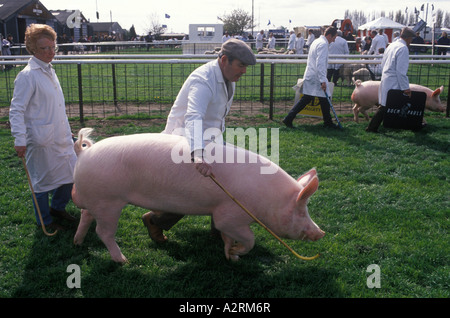 County Show 1990er UK. Schweinen zum Wettbewerb. Nottingham County Show Newark Nottinghamshire England 90er HOMER SYKES Stockfoto