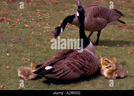 Kanadagans (Branta Canadensis) und Gänsel, West Coast BC, British Columbia, Kanada - nordamerikanische Vögel und Gänse Stockfoto