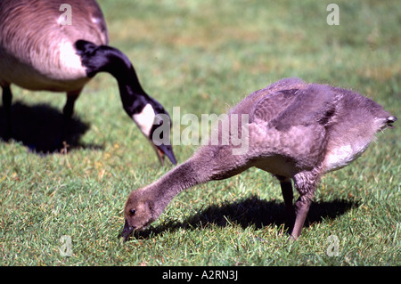 Kanadagans (Branta Canadensis) und Gosling - nordamerikanische Vögel und Gänse Stockfoto