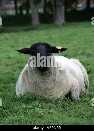 Der Kopf eines Schafes, Suffolk. Stockfoto