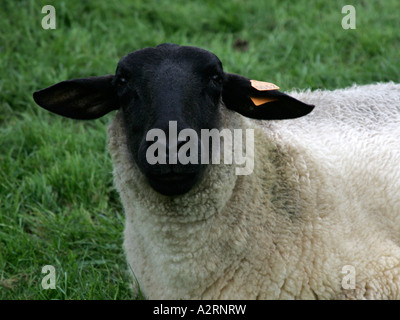 Der Kopf eines Schafes, Suffolk. Stockfoto