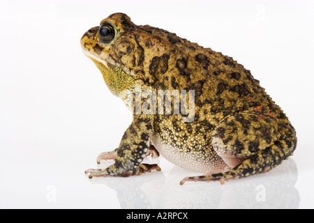 Gutturale Kröte Bufo Gutturalis Seitenansicht der Kröte weißen Hintergrund Studio shot Südliches Afrika Stockfoto