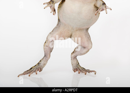 Gutturale Kröte Bufo Gutturalis Südliches Afrika Stockfoto