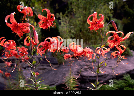 Holz-Lilie (Lilium Philadelphicum) in voller Blüte - rot Wildblumen / Wildblumen blühen im Frühjahr, BC, Britisch-Kolumbien, Kanada Stockfoto