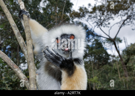 Matrizengeformte Sifaka Propithecus Diadema Diadema. Lecken Hand Madagaskar Stockfoto