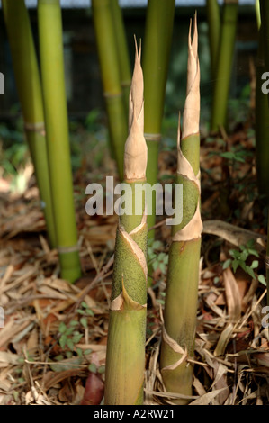Bambusa Textilis Gracilis schlanke Weber Bambus neue Triebe Stockfotografie  - Alamy